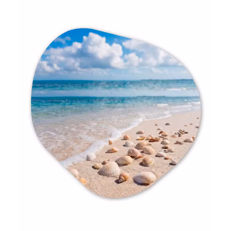 Organisch schilderij - Forex - Schelpen - Strand - Natuur - Beige — 1
