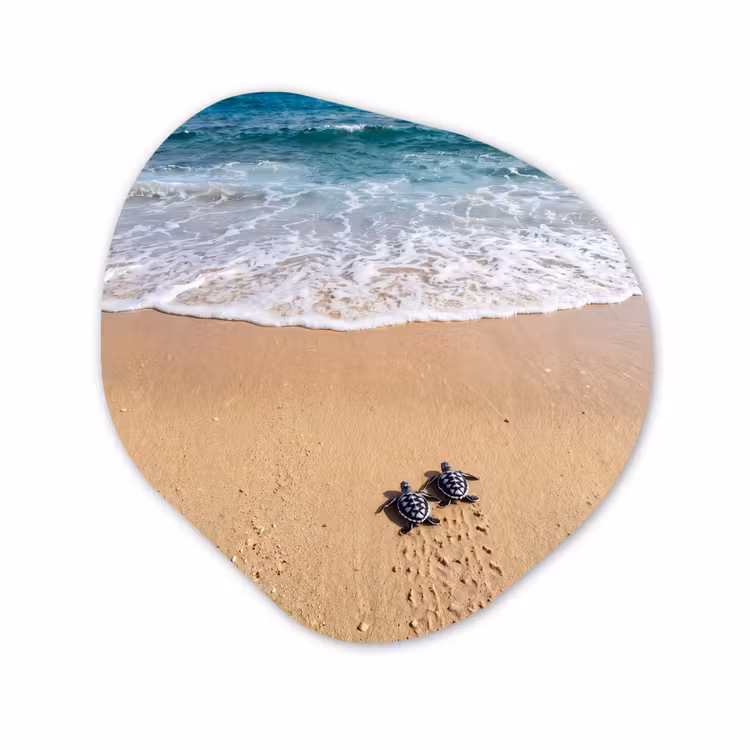 Organisch schilderij - Forex - Schildpad - Jong - Strand - Oceaan - Blauw — 1