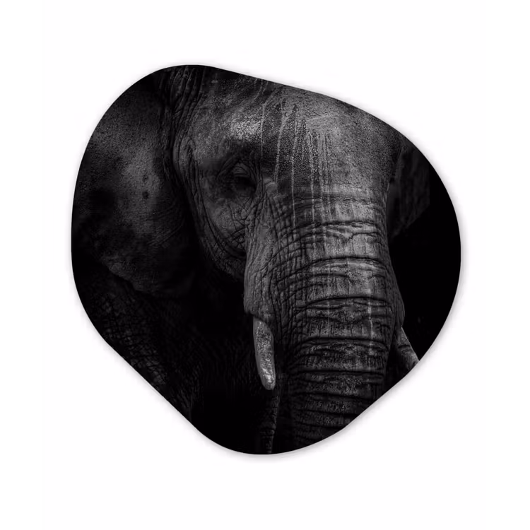 Organisch schilderij - Forex - Olifant - Dier - Portret — 1