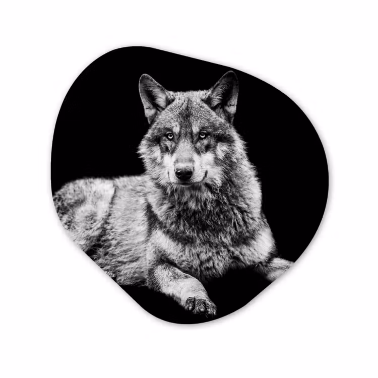 Organisch schilderij - Forex - Wilde dieren - Wolf - Zwart - Wit — 1