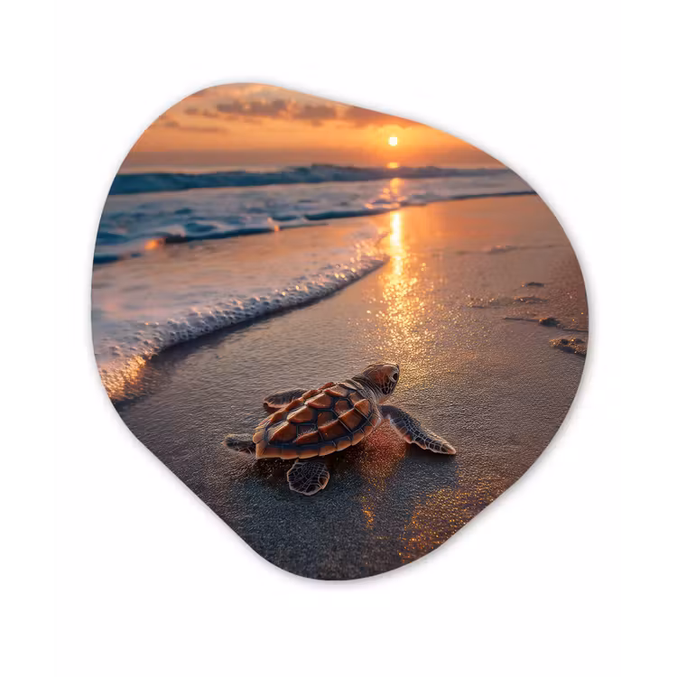 Organisch schilderij - Forex - Schildpad - strand - Zonsondergang — 1