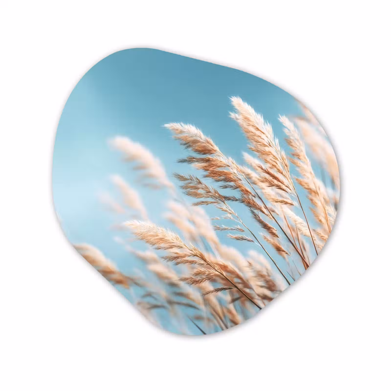 Organisch schilderij - Forex - Siergras - Wind - Lichtbruin — 1