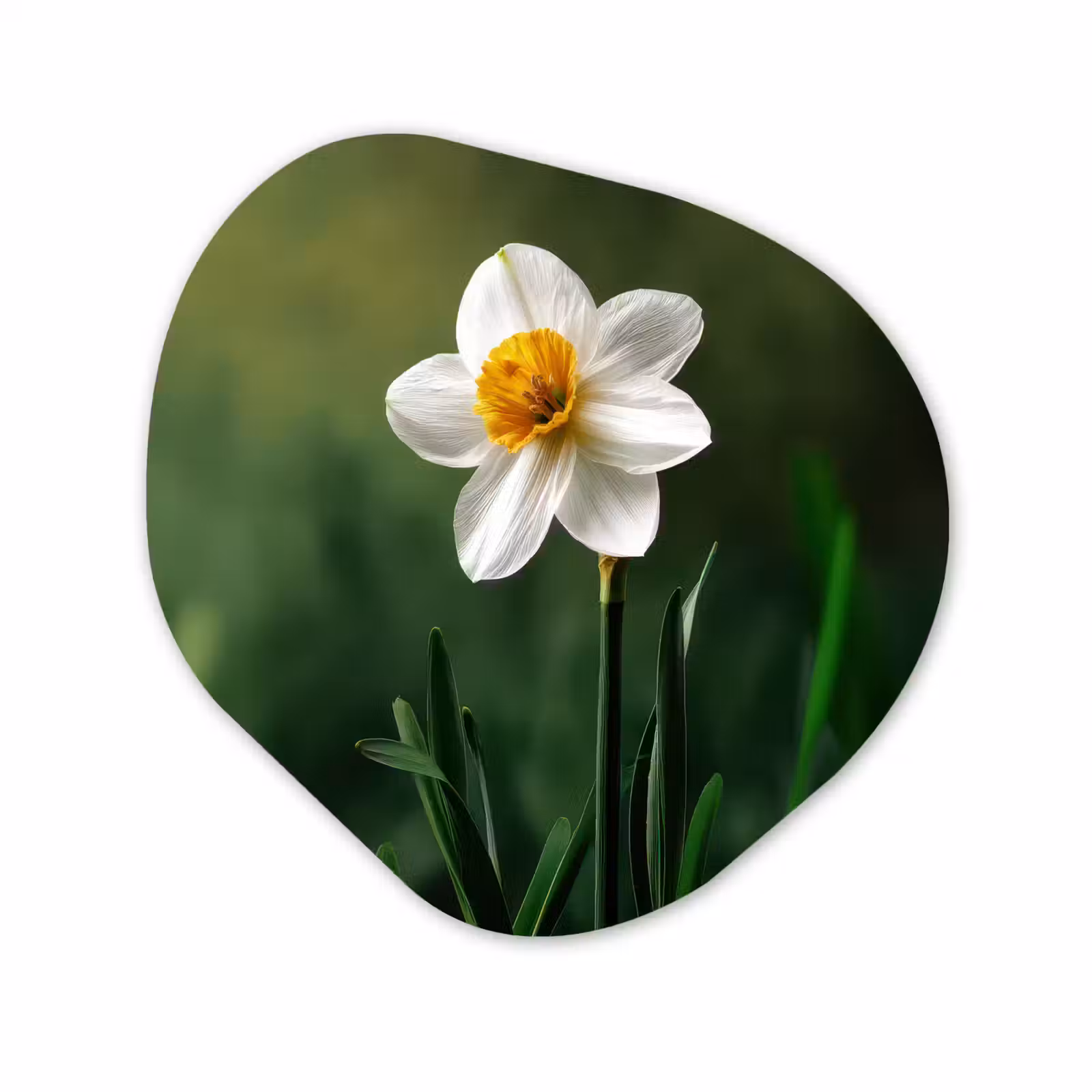 Organisch schilderij - Forex - Narcis - Bloem - Wit - Grassprieten — 1