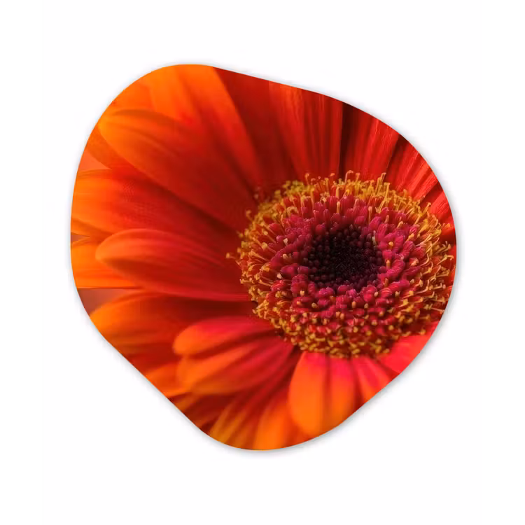 Organisch schilderij - Forex - Oranje - Gerbera - Intens — 1