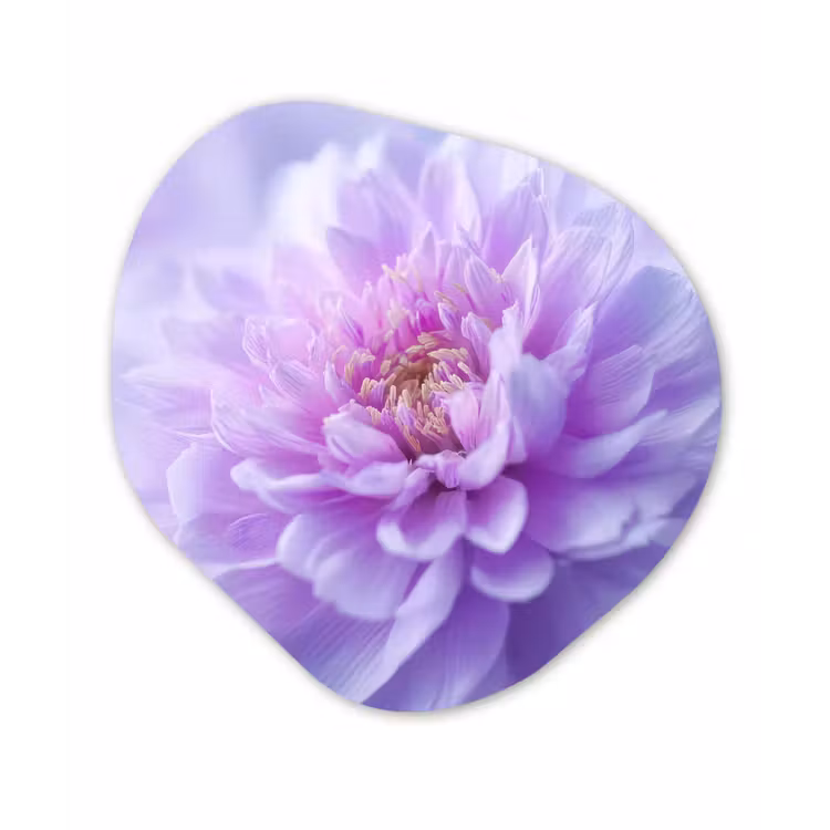 Organisch schilderij - Forex - Paars - Dahlia - Dromerig — 1