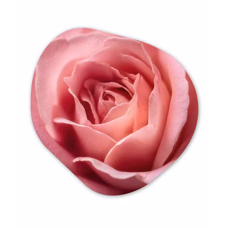 Organisch schilderij - Forex - Roze - Roos - Romantisch — 1