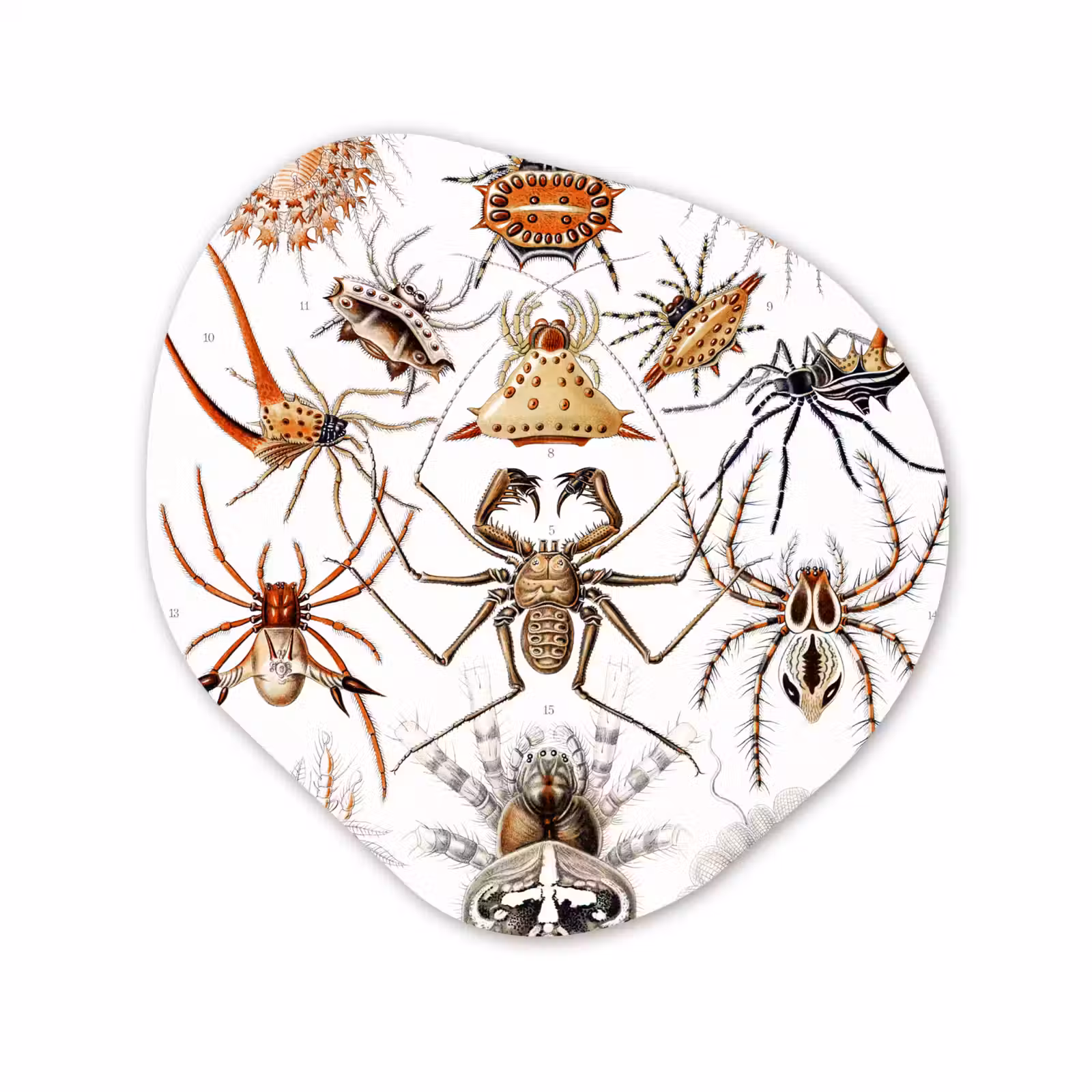 Organisch schilderij - Forex - Retro - Spin - Ernst Haeckel - Spinnen — 1