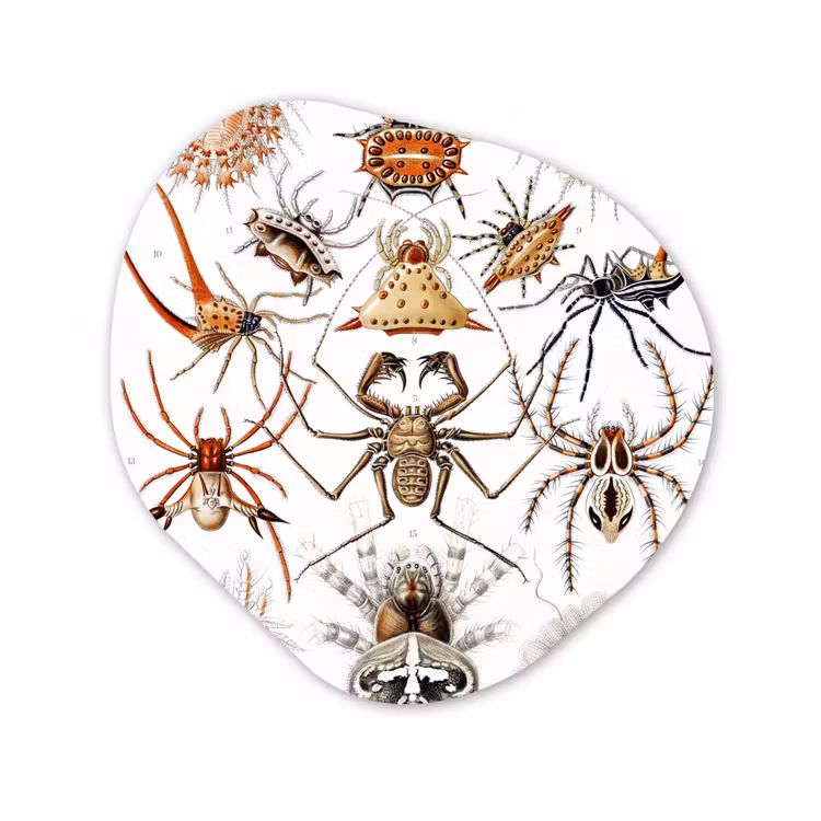 Organisch schilderij - Forex - Retro - Spin - Ernst Haeckel - Spinnen — 1