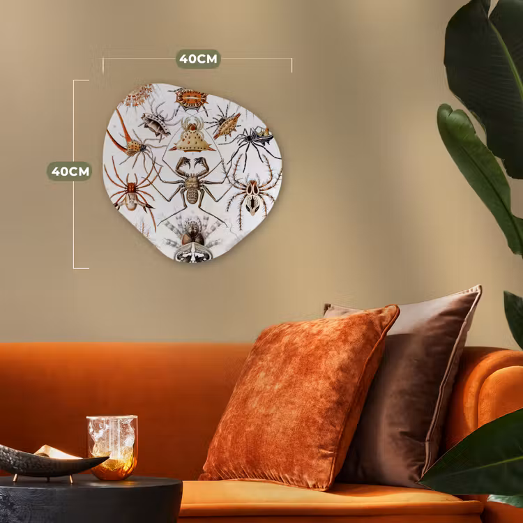 Organisch schilderij - Forex - Retro - Spin - Ernst Haeckel - Spinnen — 4