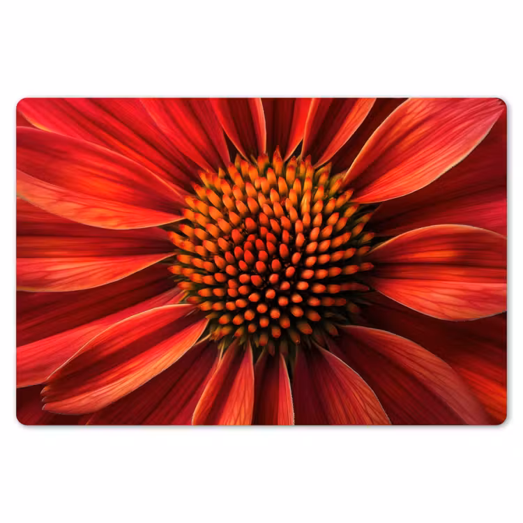 Placemat - 6 stuks - Close up - Bloem- Rood — 7