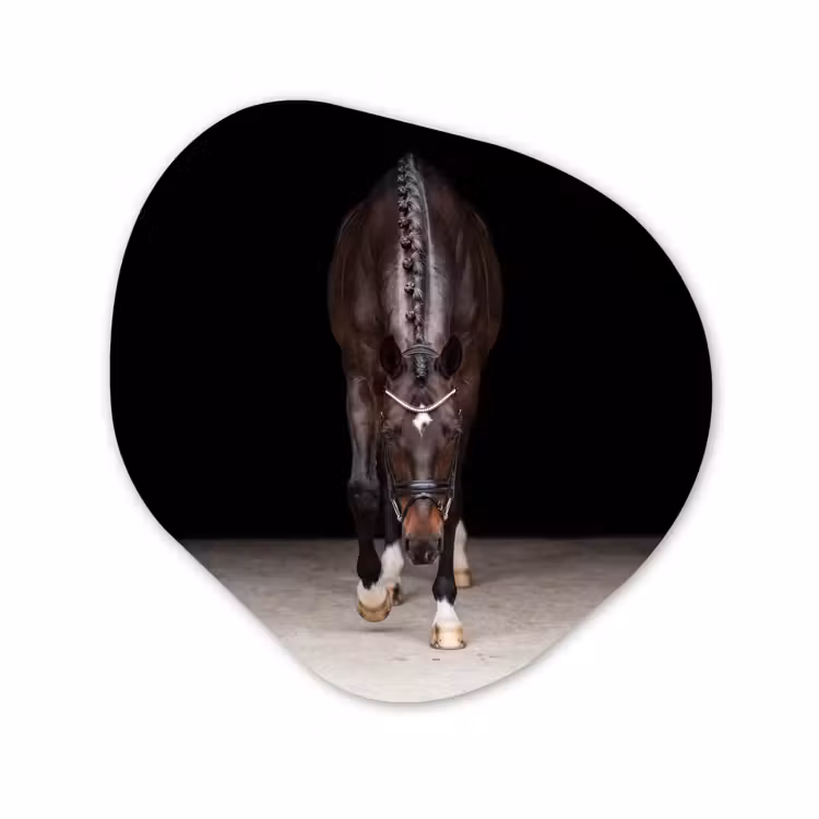 Organische vorm aluminium - Paard - Modern - Portret — 1