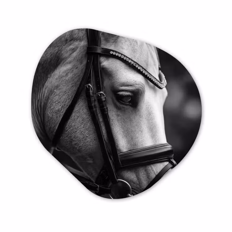 Organische vorm aluminium - Paard - Schimmel - Portret — 1