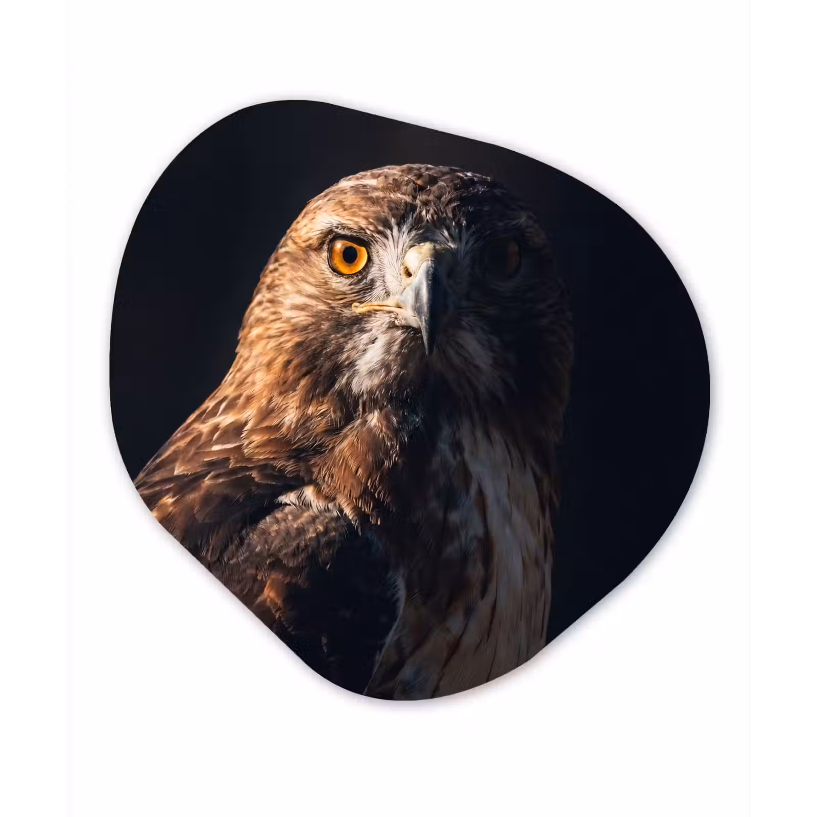 Organische vorm aluminium - Roofvogel - Buizerd - Bruin — 1