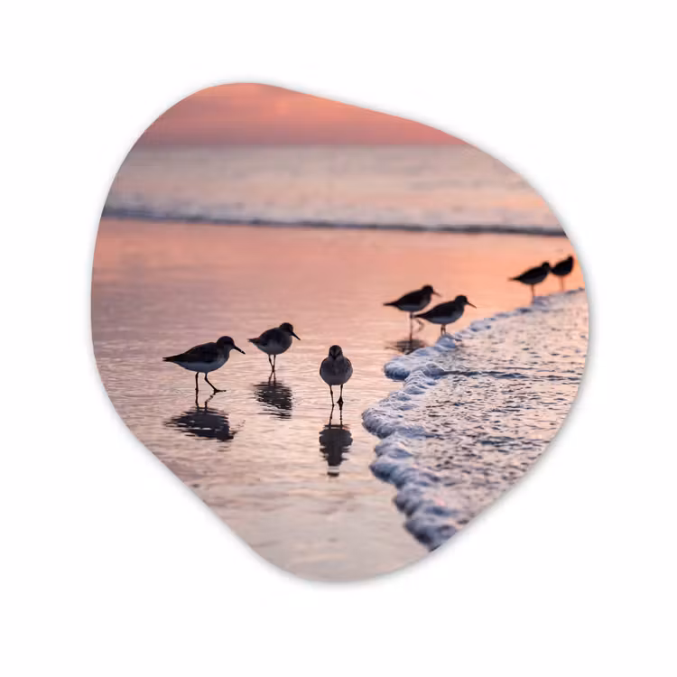 Organische vorm aluminium - Meeuwen - Strand - Zee - Roze — 1