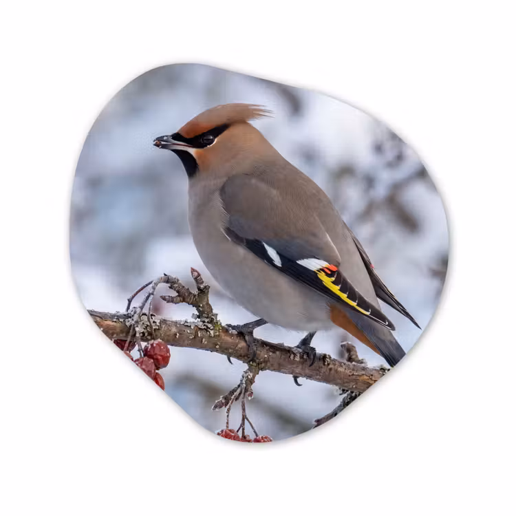 Organische vorm aluminium - Pestvogel - Bessen - Winter - Natuur — 1
