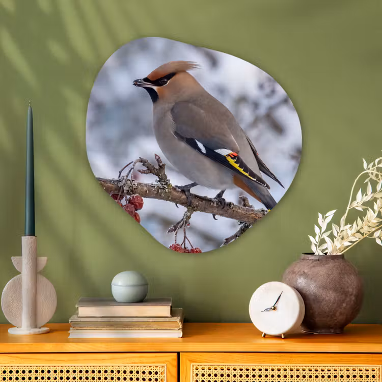 Organische vorm aluminium - Pestvogel - Bessen - Winter - Natuur — 2
