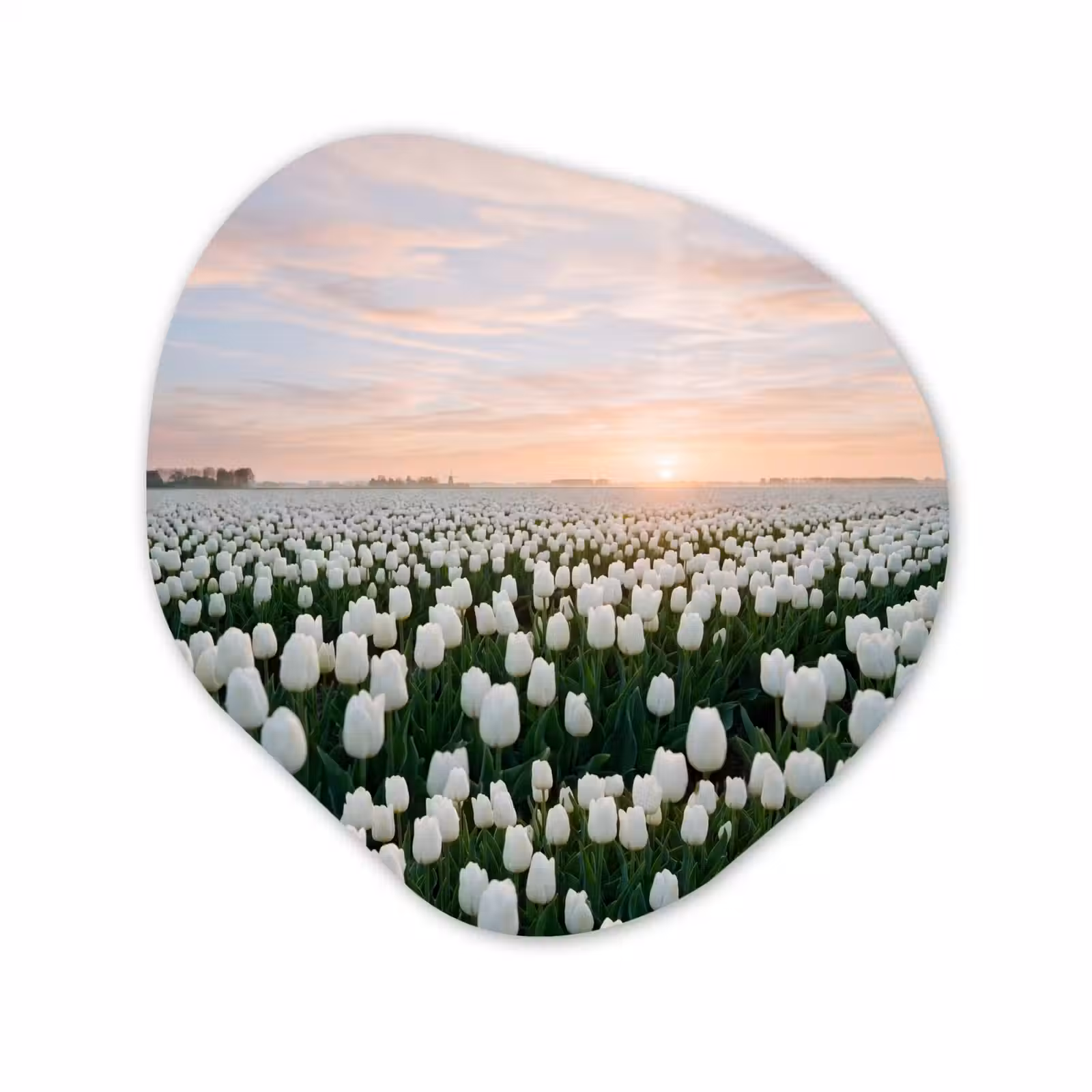 Organische vorm aluminium - Tulpen - Landschap - Wit — 1