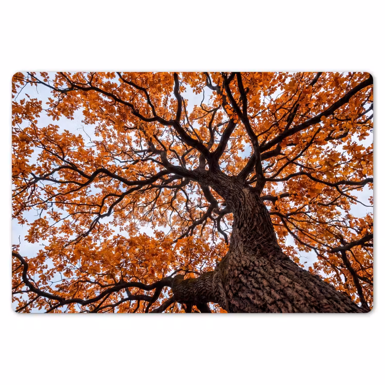 Placemat - 6 stuks - Boom - Bladerdak - Herfst - Oranje - Sfeervol — 7