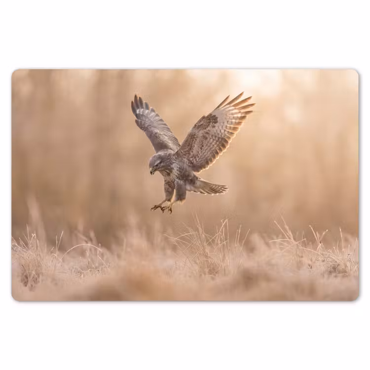 Placemat - 6 stuks - Buizerd - Roofvogel - Natuur - Bruin — 7