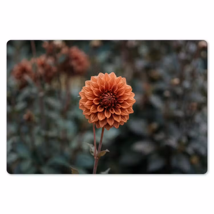 Placemat - 6 stuks - Dahlia - Bloem - Natuur - Sfeervol — 7