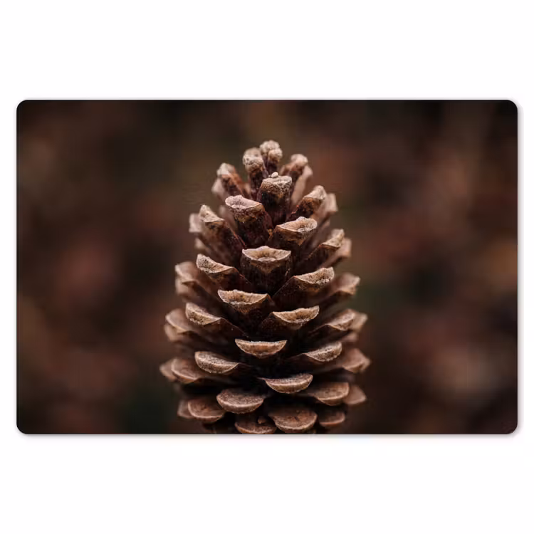 Placemat - 6 stuks - Dennenappel - Bos - Herfst - Bruin - Sfeervol — 7
