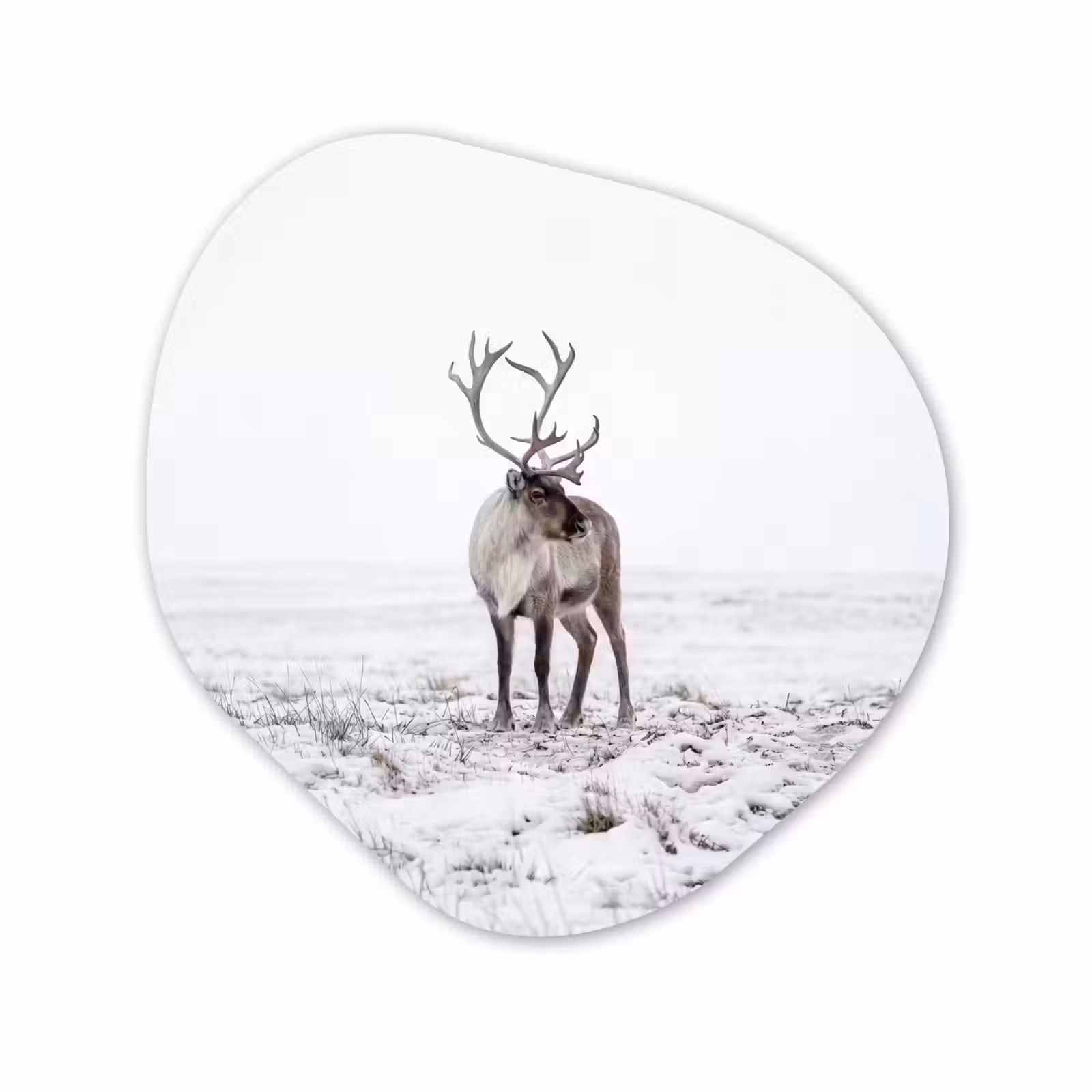 Organische vorm aluminium - Rendier - Gewei - Sneeuw - Winter — 1