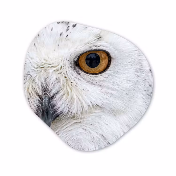 Organische vorm aluminium - Sneeuwuil - Oog - Wildlife - Wit — 1