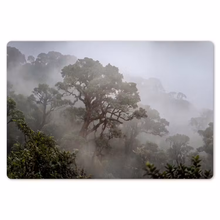 Placemat - 6 stuks - Boom - Mistig - Bos - Groen - Natuur — 7