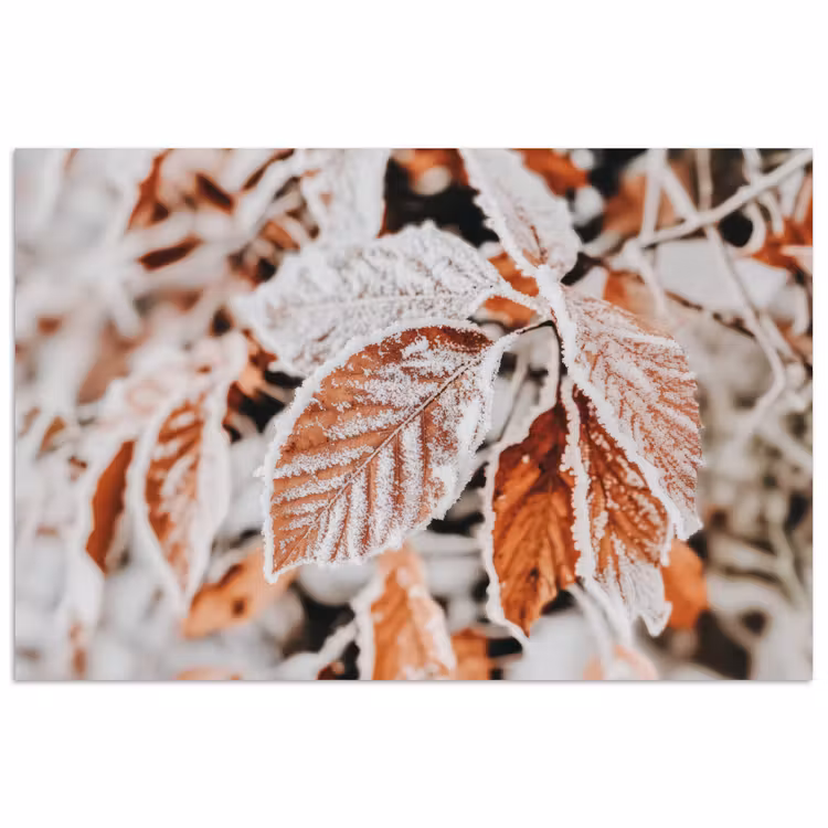 Poster - Bladeren - IJs - Winter - Natuur — 1