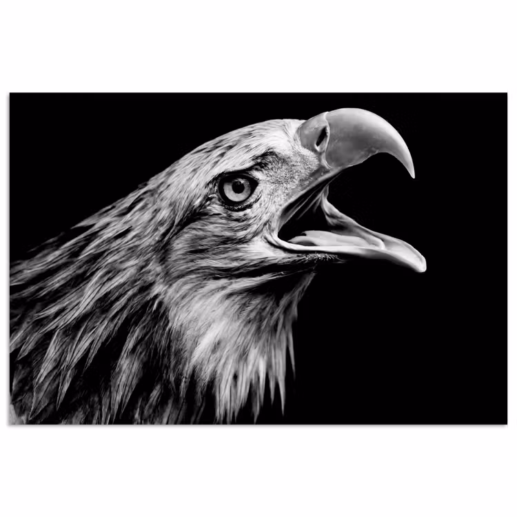 Poster - Adelaar - Portret - Roofvogels - Zwart - Wit - Vogel — 1