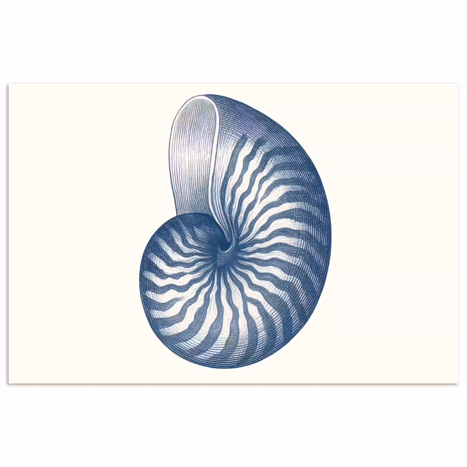 Poster - Blauw - Schelp - Spiraal — 1
