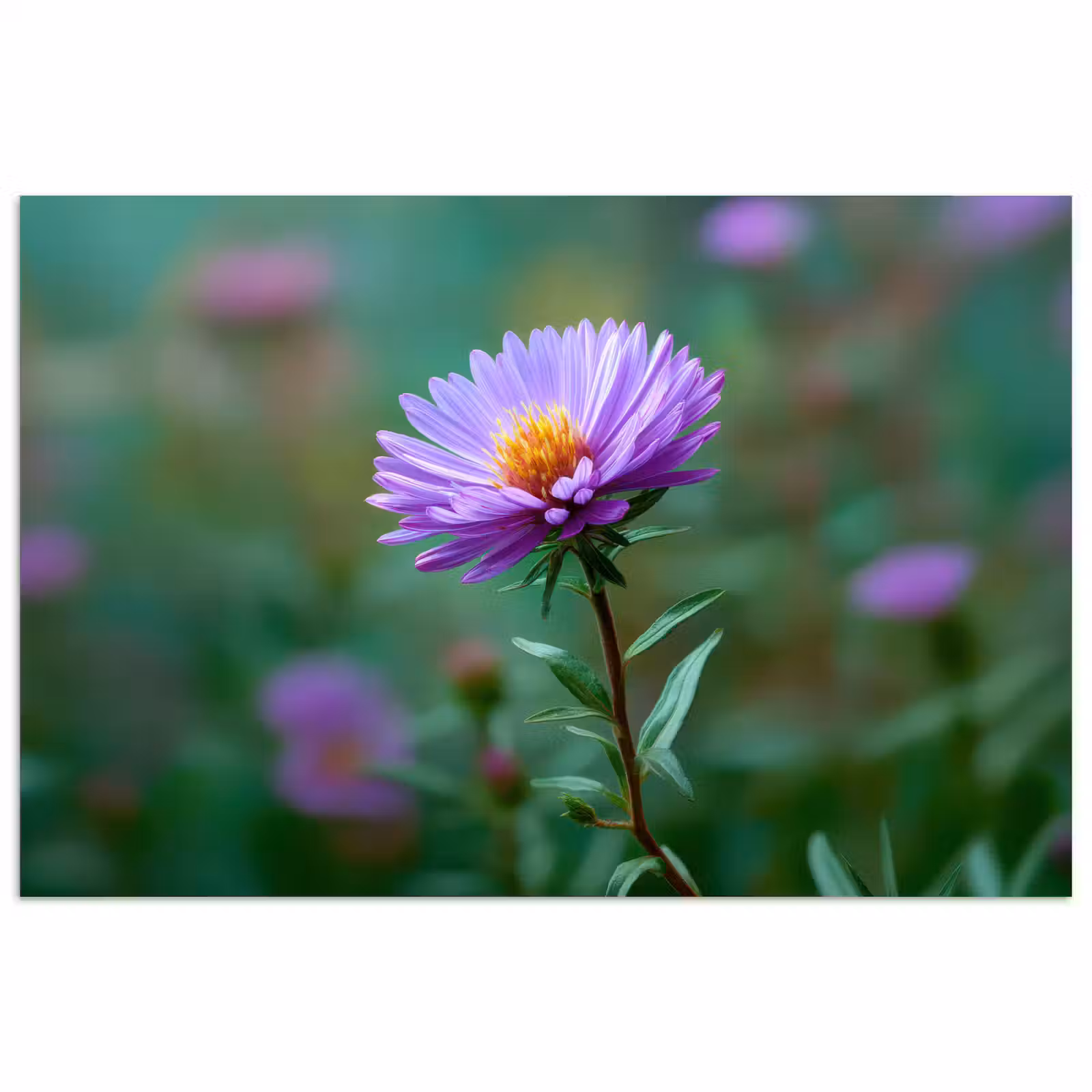 Poster - Aster - Paars - Bloem - Blaadjes — 1