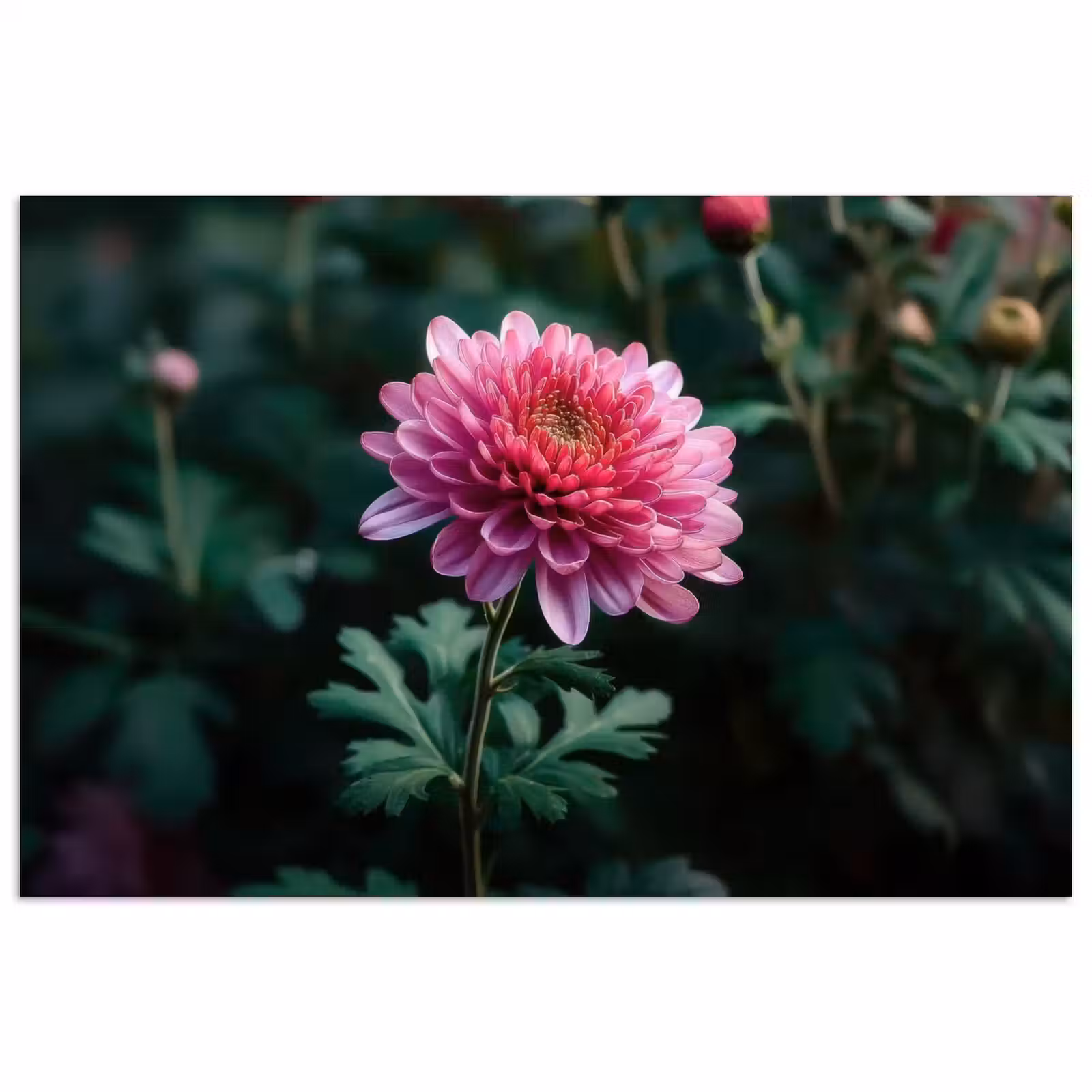 Poster - Blad - Chrysant - Roze - Schaduw — 1