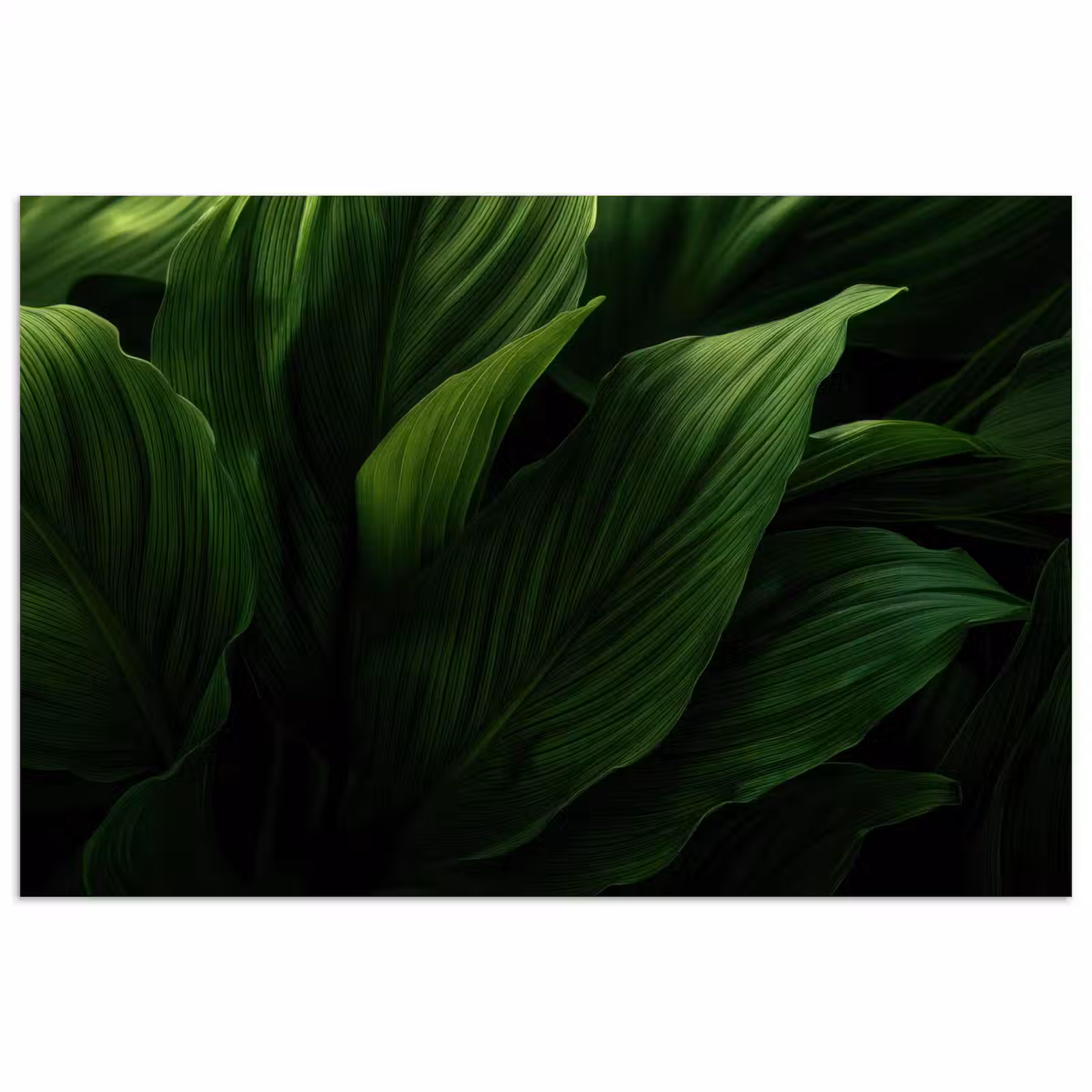 Poster - Bladeren - Schaduw - Groen - Textuur — 1