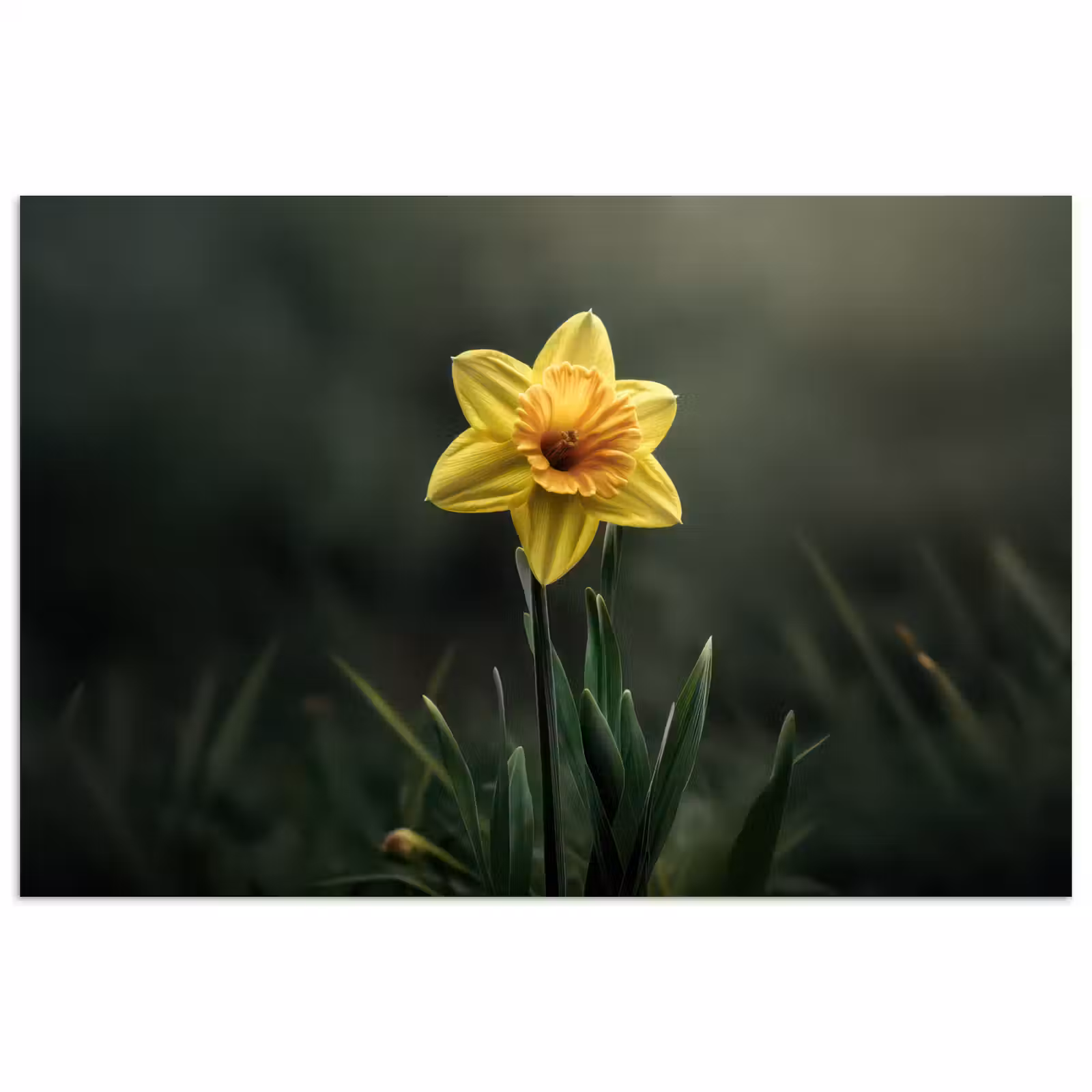 Poster - Bloem - Narcis - Gras - Geel — 1