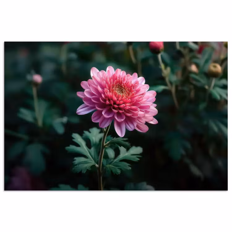 Poster - Blad - Chrysant - Roze - Schaduw — 1
