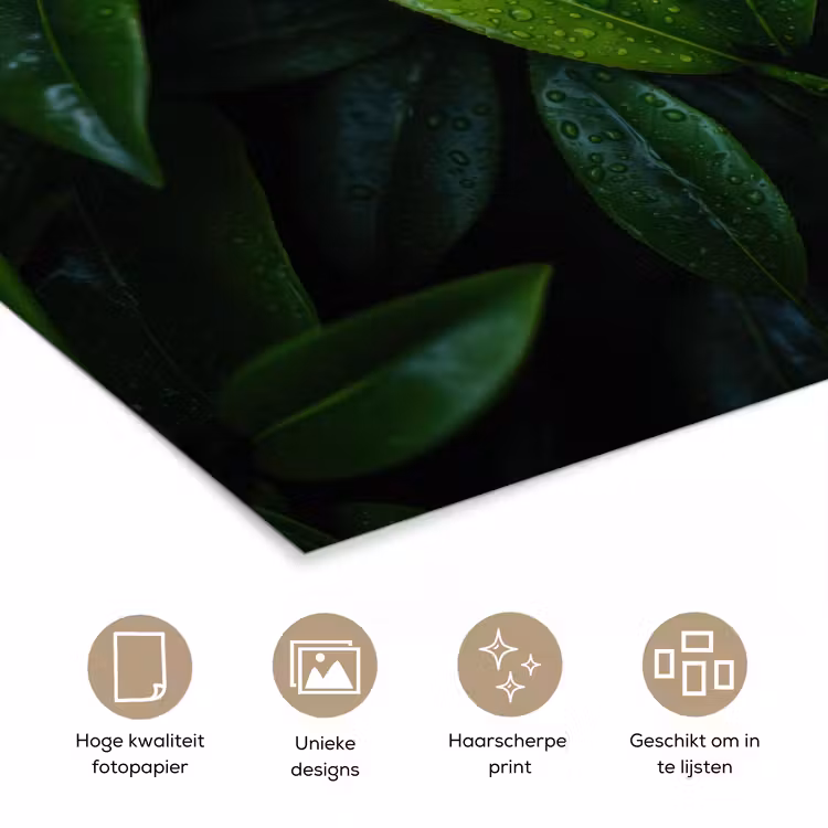 Poster - Bladeren - Regendruppels - Licht - Groen — 5
