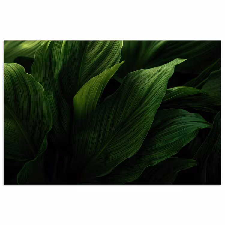 Poster - Bladeren - Schaduw - Groen - Textuur — 1