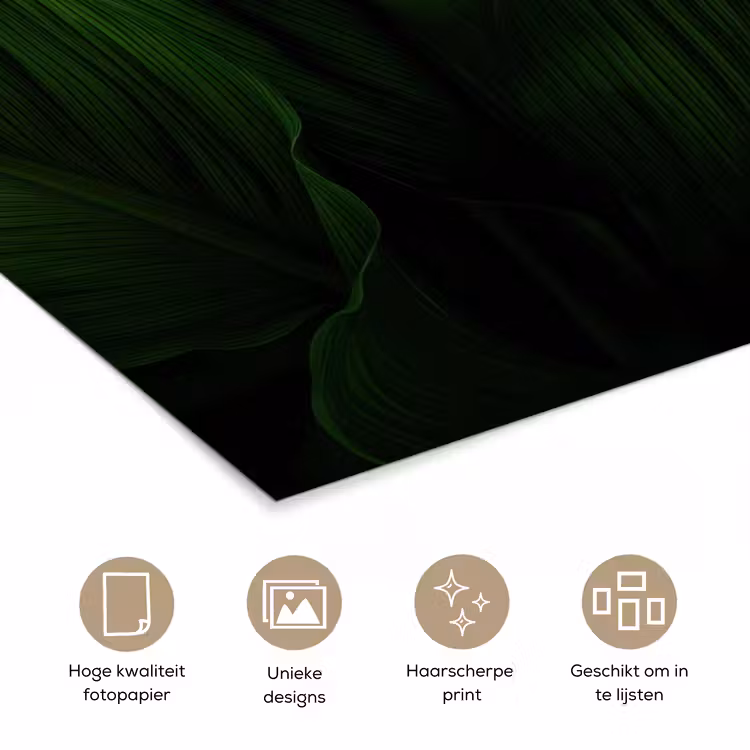 Poster - Bladeren - Schaduw - Groen - Textuur — 5