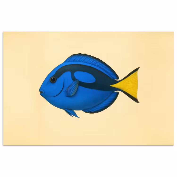 Poster - Blauw - Dory - Vis - Staartvin — 1