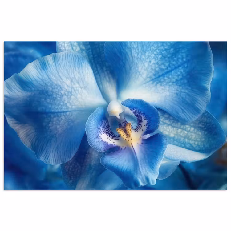Poster - Blauw - Orchidee - Elegeant — 1