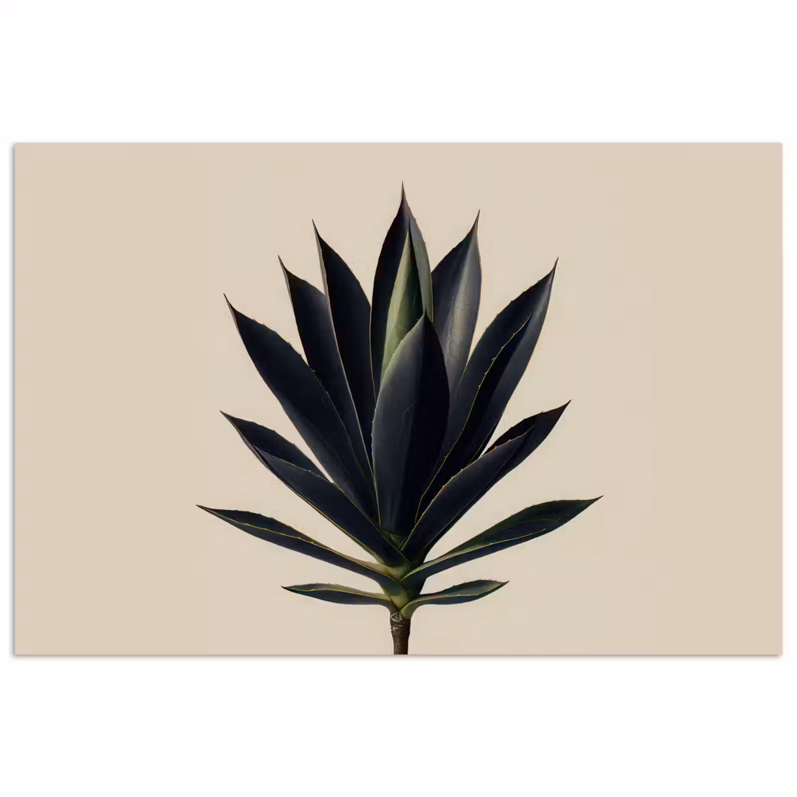 Poster - Agaveplant - Symmetrisch - Groen — 1