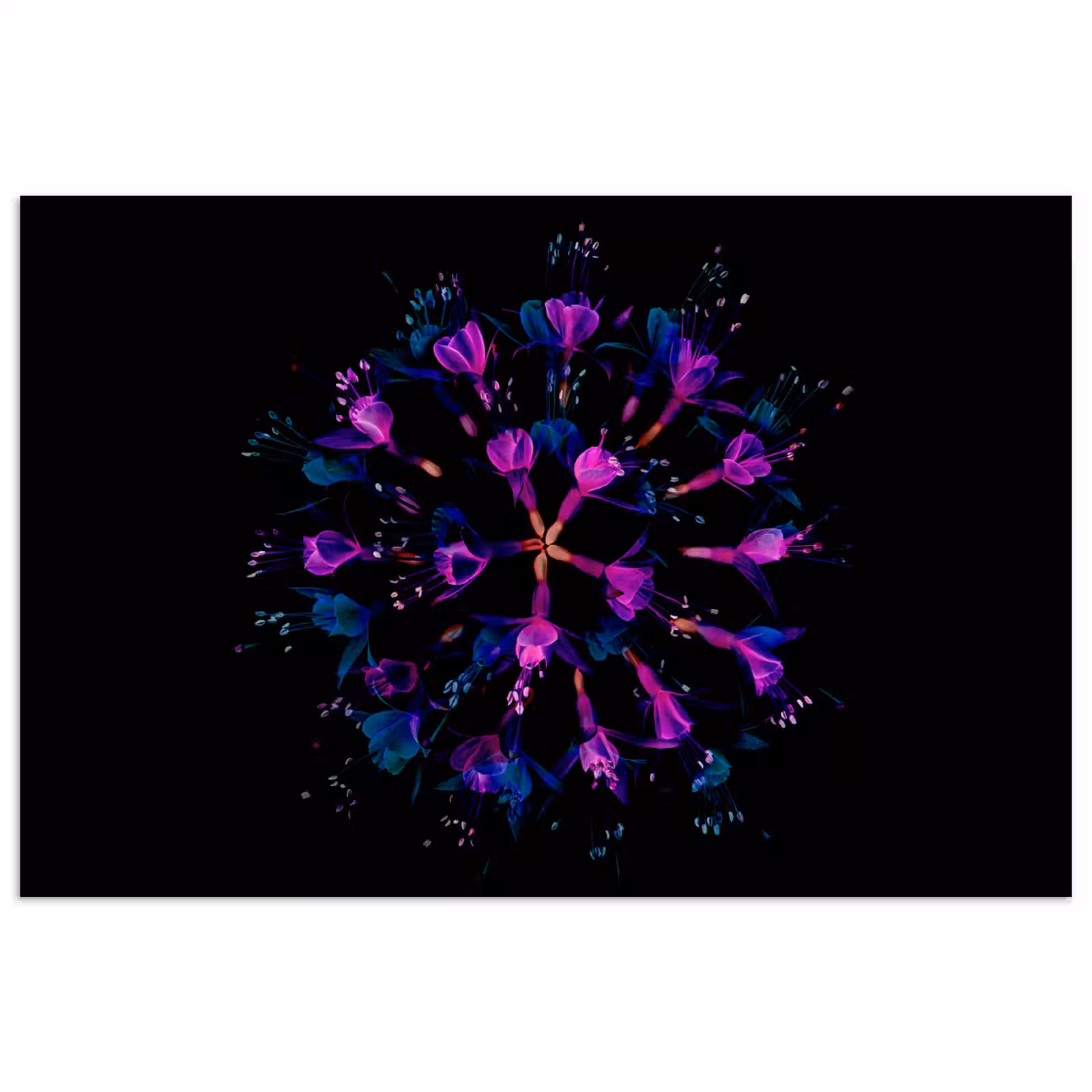 Poster - Bloem - Paars - Blauw - Macro - Zwart — 1