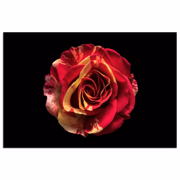 Poster - Bloem - Roos - Rood - Zwart — 1
