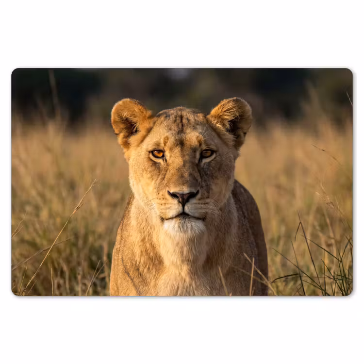 Placemat - 6 stuks - Leeuwin - Gras - Geel — 7
