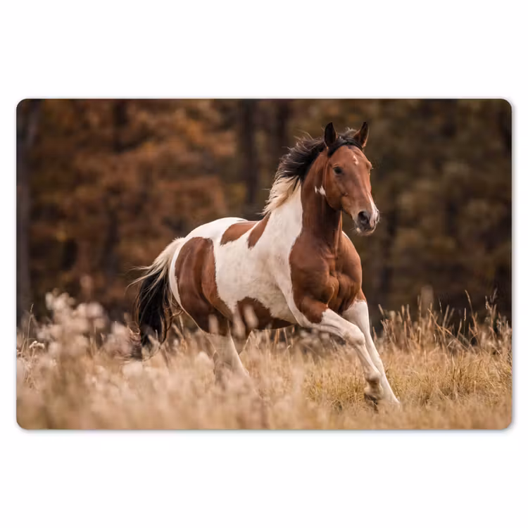 Placemat - 6 stuks - Paard - Bruin - Gras — 7