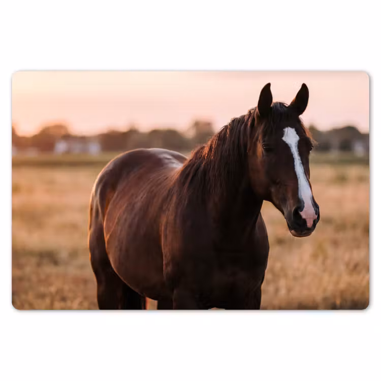 Placemat - 6 stuks - Paard - Zonsondergang - Bruin — 7