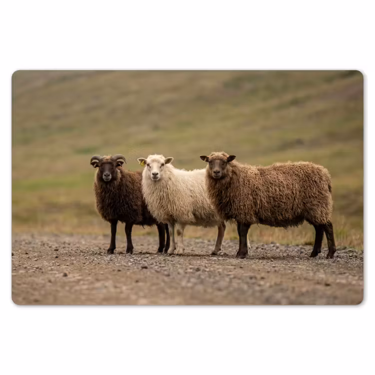 Placemat - 6 stuks - Schapen - Bruin - Wit - Grindpad — 7