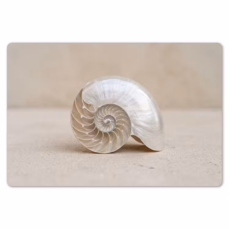 Placemat - 6 stuks - Schelp - Spiraal - Beige — 7