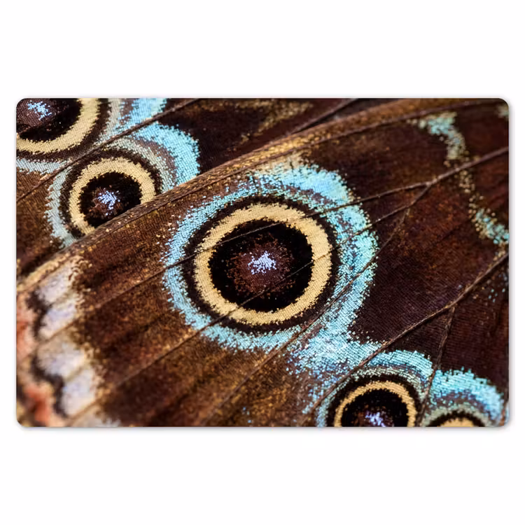 Placemat - 6 stuks - Vleugels - Vlinder - Blauw — 7